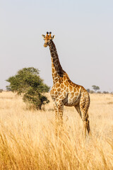 Single giraffe looking in Kruger Park savanna