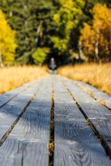 Pathway to the Forest