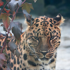 The Far Eastern leopard is listed in the Red Book