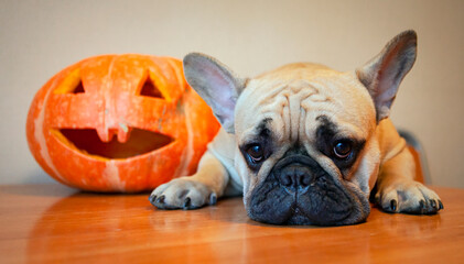 French bulldog and pumpkin for halloween