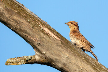 Eurasian Wryneck sitting on a tree and looking up..
