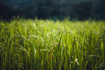 rice field in the morning in asia
