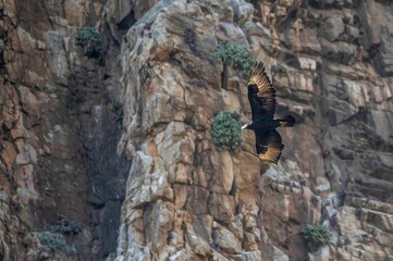 Eagle flying in high mountain with rocks and wild stones