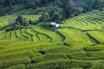 Fototapeta na wymiar rice field in the morning in asia