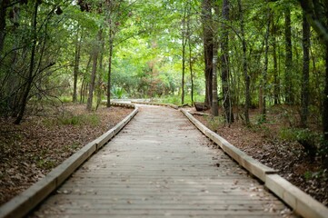 Beautiful shot of a pathway in a forest during the day in Houston © Laura Pulliam/Wirestock Creators
