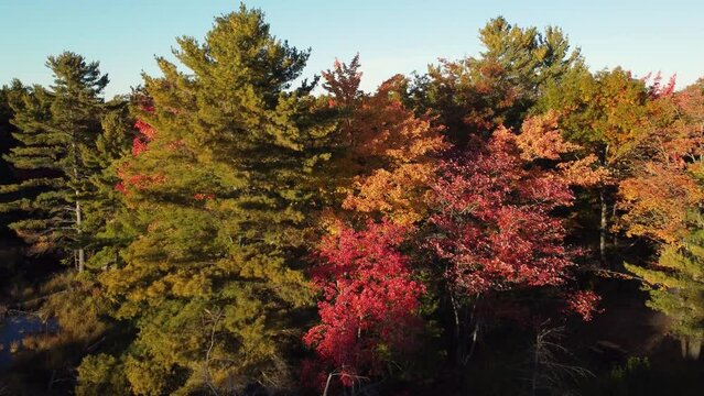 aerial of camera flying through tree tops in vibrant autumn fall golden hour getting a birds eye view of nature, the forest and blue sky