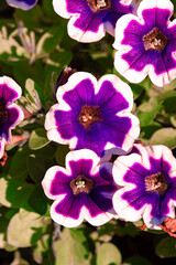 Fototapeta na wymiar Colorful petunia flowers close up. Closeup Petunia flowers. Blue Petunia flowers in the garden.