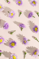 Minimal trend pattern of autumn lilac blue flowers. Flower bushy aster, summer garden plants. Floral background of blossoms with shadows at sunlight on beige paper background. Nature flowery