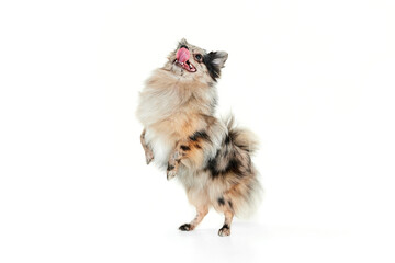 Portrait of cute small dog, Pomeranian spitz cheerfully standing on hind legs isolated over white background