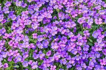 Beautiful purple lilacbush flowers