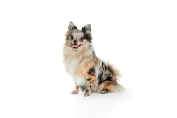 Portrait of cute small dog, Pomeranian spitz calmly sitting and smiling at camera isolated over white background