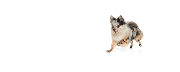 Portrait of cute small dog, Pomeranian spitz playfully running isolated over white background. Flyer