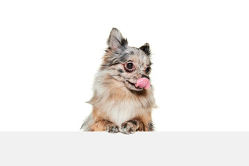 Obraz premium Portrait of cute small dog, Pomeranian spitz posing with tongue sticking out isolated over white background.