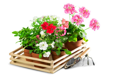 Close-up of flowers isolated on white background