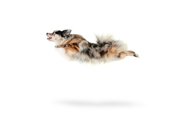 Portrait of cute, funny, small dog, Pomeranian spitz jumping in a run isolated over white background. Flying high