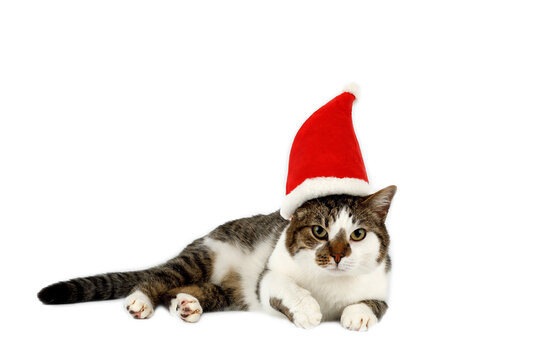 cat in santa cap on a white background on Christmas
