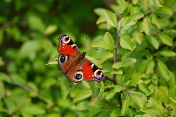 Ein Tagpfauenauge - Aglais io, kontrastreich vor grünem Bokeh