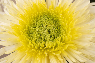 Yellow chrysanthemum head flower in close up.  Creative autumn concept. Floral pattern, object.
