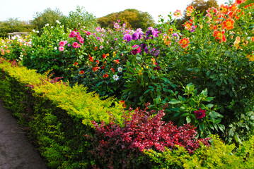 Garden with Mixed Wildflowers