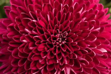 Red chrysanthemum head flower in close up.  Creative autumn concept. Floral pattern, object.
