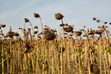 Dried Sunflower Field. Dried ripe sunflowers on a sunflower field in anticipation of the harvest...
