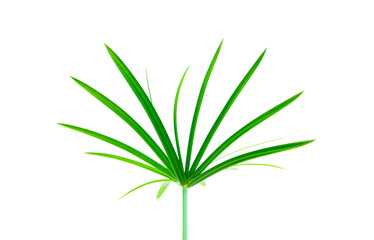 Cyperus alternifolius plant. Split leaf grass isolated on white background.