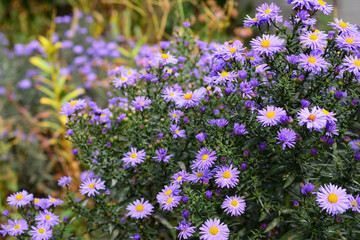 Make your garden bee-friendly in autumn with Aster amellus. Gardening for bees with tansy leaf...