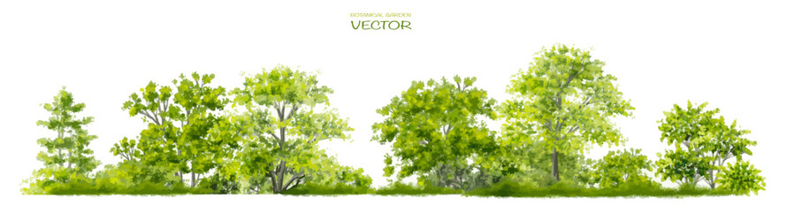 Fototapeta na wymiar Vector watercolor of tree side view isolated on white background for landscape and architecture drawing, elements for environment and garden, painting botanical for section and elevation 