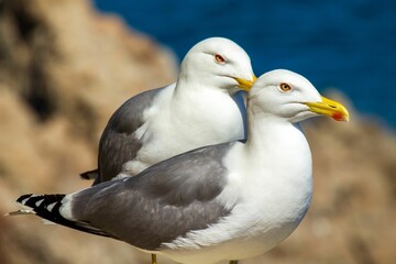 Closeup shot of two seagulls in Costa Brava, Catalonia, Spain