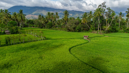 Green rice fields with rice huts in the middle