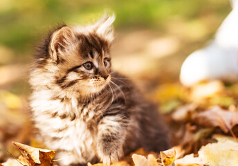 Naklejka na ściany i meble Cute fluffy black and white kitten among yellow leaves in autumn. Funny cat as a screensaver for desktop or smartphone screen. Wallpaper or greeting card