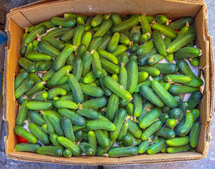 Cucumbers in Box