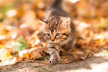 Cute fluffy black and white kitten among yellow leaves in autumn. Funny cat as a screensaver for desktop or smartphone screen. Wallpaper or greeting card © masyastadnikova