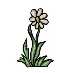 cartoon colored plant flower chamomile vector 