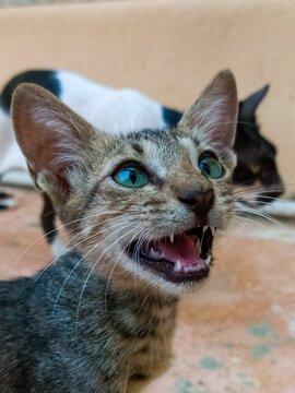 Closeup of a meowing Sokoke kitten (African Shorthair)