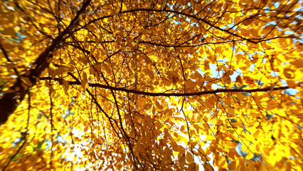 Golden autumn beech tree with falling leaves.