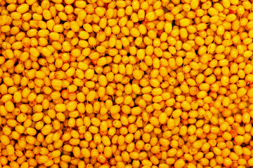 Sea-buckthorn. Orange background of ripe juicy autumn berries.