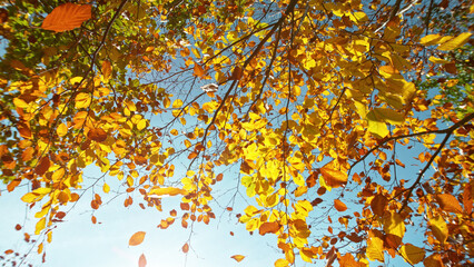Golden autumn beech tree with falling leaves.