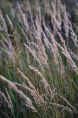 Vertical closeup of reed grass in the field.