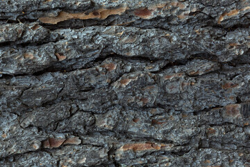 Tree bark background.