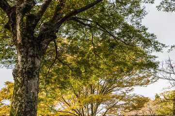 樹木公園　秋の風景