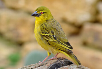 Tisserin