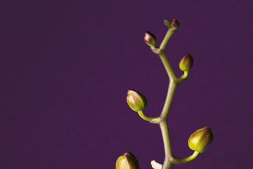 A orchid sprout with swollen buds is preparing to bloom on a purple background.