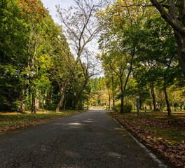 樹木公園の小路