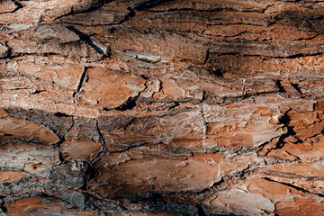 Tree bark background.