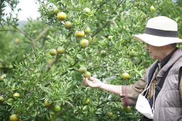 old senior woman farmer gardener checking orange tangerine fruit harvest quality in garden...