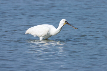Spoonbill bird standing in the river water. Common spoonbill or Eurasian spoonbill. Platalea leucorodia. Waterbird. Seabird. Bird background wallpaper. Amazing background. Natural background. 