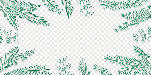 christmas winter background fir branches isolated transparent