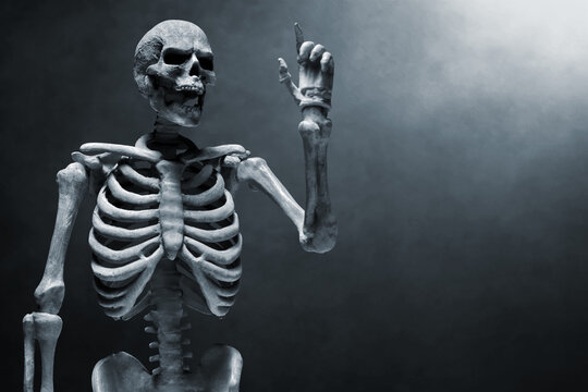 Human skeleton on dark background