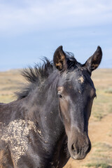 Beautiful Wild Horse in Summer in the Wyoming Desert
